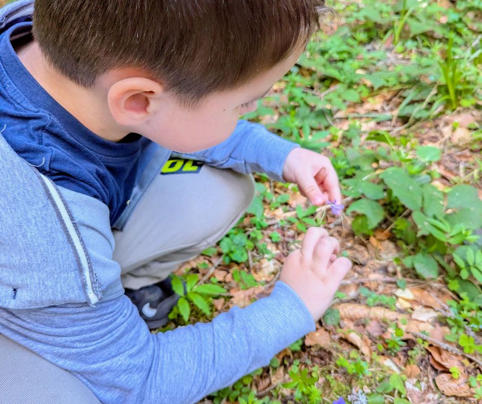 Skupljanje biljaka za herbarijum